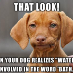 waterless dog shampoo memes